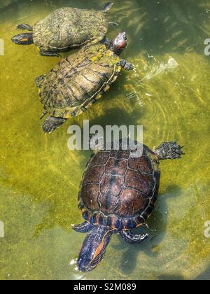 Tre tartarughe in un stagno. Foto Stock