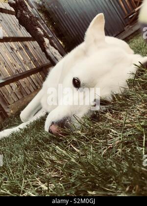 Il grande cane bianco Foto Stock