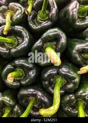 Telaio completo di deliziosi piatti freschi verdi maturi peperoni poblano sul display e in vendita presso la locale produzione di mercato. Foto Stock