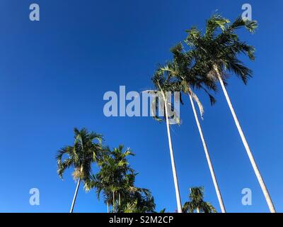 Alberi di Palma contro un cielo blu chiaro. Foto Stock