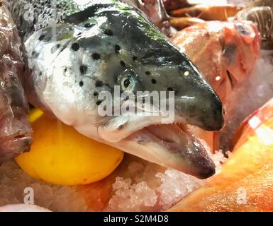 Grande pesce fresco sul display in un ristorante Foto Stock