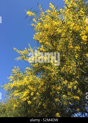 Argento o graticcio MIMOSA ACACIA dealbata pianta giovane - masse di fiori gialli aperto su vecchi impianti in primavera Foto Stock