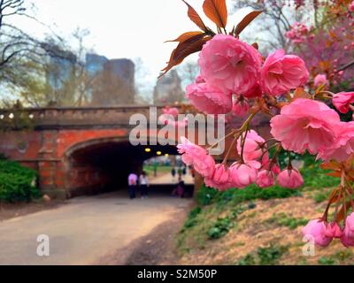 Taurus godendo la fioritura dei ciliegi vicino driprock arch a central park, new york, Stati Uniti d'America Foto Stock