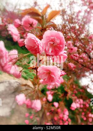 Primavera nel central park includono blooming Kwanzan rosa dei ciliegi, NYC, STATI UNITI D'AMERICA Foto Stock