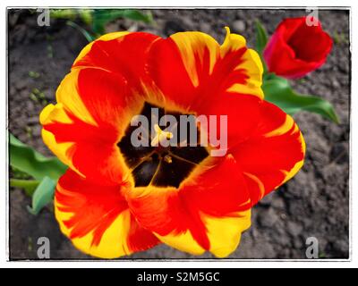 Vista dall'alto su un aperto bud di rosso e giallo tulip Foto Stock