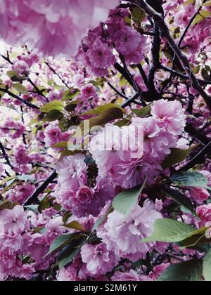 Fioritura di fiori di ciliegio albero, Brooklyn, New York, Stati Uniti d'America. Foto Stock