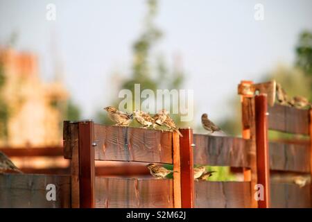 Passeri sulla recinzione Foto Stock