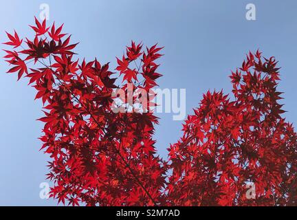 Aceri rossi contro il cielo blu Foto Stock