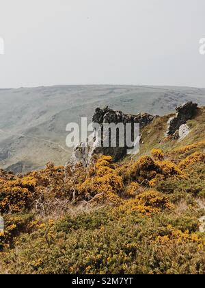 Gorse cespugli e balze rocciose lungo la scogliera trail in Salcombe Foto Stock