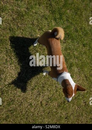 Vista dall'alto il basenji cane in piedi su un prato di colata e l'ombra nella soleggiata giornata estiva Foto Stock