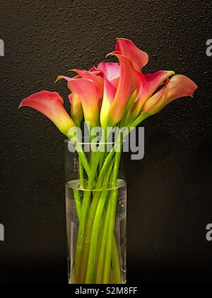 Rosa Calla lilies in un vaso di vetro da una parete nera Foto Stock