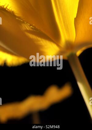 Tulip Studio 2019 ( orlata Crystal ) Foto Stock