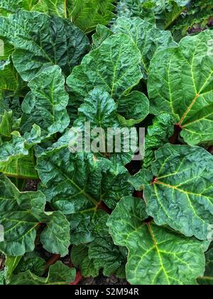 Bella perfetto al rabarbaro fresco che cresce in un lussureggiante giardino di erbe aromatiche. Foto Stock