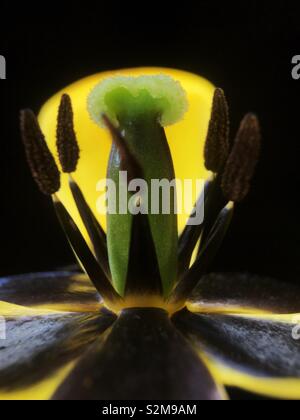 Lampadina Tulip Foto Stock