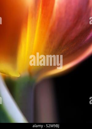 Rainbow tulip Foto Stock