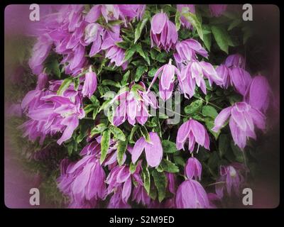 Elegante in rosa primavera precoce fioritura la clematide alpina. Foto Stock