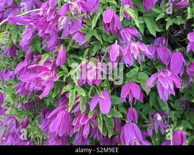 Elegante in rosa primavera precoce fioritura la clematide alpina. Foto Stock