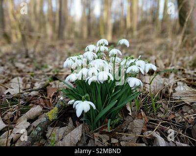 Snowdrops in legno Foto Stock