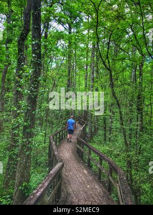 Uomo che cammina sul Boardwalk in Edisto Sentiero Natura Park , Jonesboro ( tra savana e Charleston, Carolina del Sud, STATI UNITI D'AMERICA Foto Stock