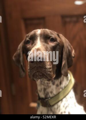 Il Tedesco Shorthaired Puntatore Fegato Maschio Bianco Foto Stock Alamy