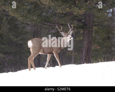 Oh Deer Foto Stock