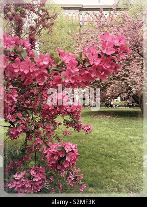 Prairie fire crabapple tree è in piena fioritura nel Madison Square Park di New York City, Stati Uniti d'America Foto Stock