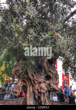 Albero in Palma di Maiorca Foto Stock