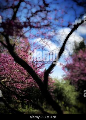 Il pink Cercis chinensis Bunge fiori in piena fioritura in primavera / 滿條紅 Foto Stock