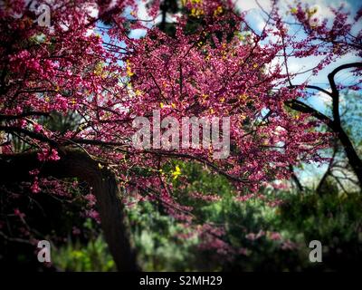 Il pink Cercis chinensis Bunge fiori in piena fioritura in primavera / 滿條紅 Foto Stock