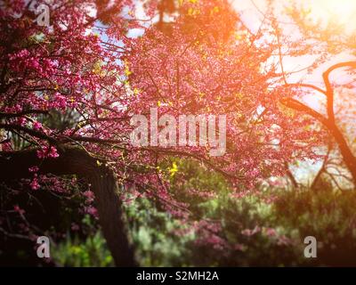 Il pink Cercis chinensis Bunge fiori in piena fioritura in inizio di mattina di primavera / 滿條紅 Foto Stock