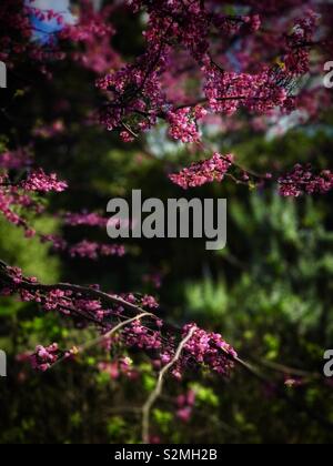 Il pink Cercis chinensis Bunge fiori in piena fioritura in primavera / 滿條紅 Foto Stock