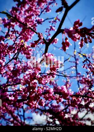 Il pink Cercis chinensis Bunge fiori in piena fioritura più in tiro e il blu del cielo è lo sfondo / 滿條紅 Foto Stock