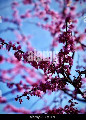 Il pink Cercis chinensis Bunge fiori in piena fioritura più in tiro e il blu del cielo è lo sfondo / 滿條紅 Foto Stock