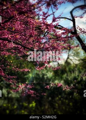 Il pink Cercis chinensis Bunge fiori in piena fioritura e il blu del cielo è lo sfondo / 滿條紅 Foto Stock