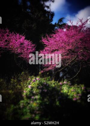 Due dei pink Cercis chinensis Bunge alberi in piena fioritura stand tra gli alberi del giardino / 滿條紅 Foto Stock