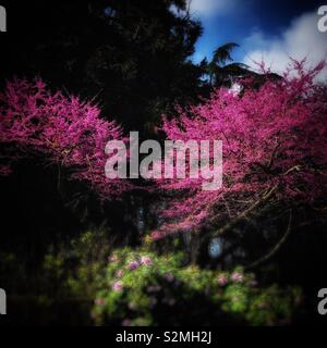 Due dei pink Cercis chinensis Bunge alberi in piena fioritura stand tra gli alberi del giardino / 滿條紅 Foto Stock