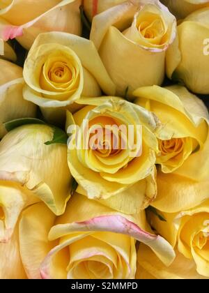 Primo piano di un bellissimo mazzo di giallo fresco di rose. Foto Stock