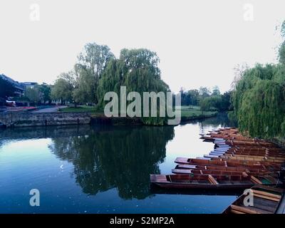 Sterline a riposo lungo il fiume Cam. Foto Stock