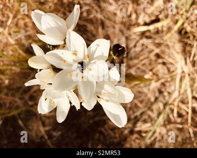Sei-petalled fiori bianchi su Minorca in Spagna Foto Stock