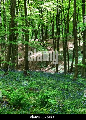 Stoke Park Woods in springtime, Bishopstoke, Hampshire, England Foto Stock