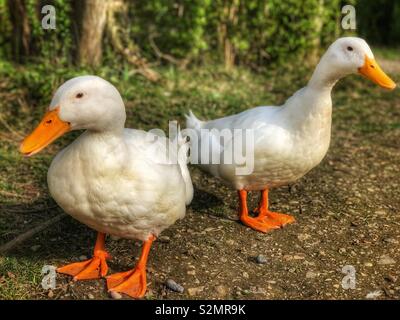 Bianco pesante Pekin anatre Foto Stock