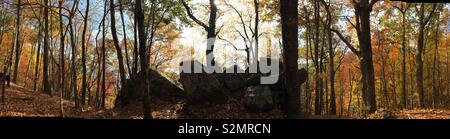 Caduta di alberi in Monti Appalachi Foto Stock