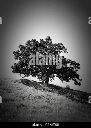 Albero di quercia su una collina in bianco e nero Foto Stock