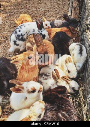 Gruppo di wild bunny conigli in un grande contenitore per esterni Foto Stock