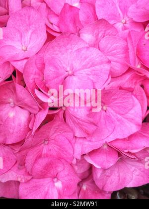 Telaio completo di un mazzetto di perfetta rosa fresca hydrangea fiori in piena fioritura. Foto Stock