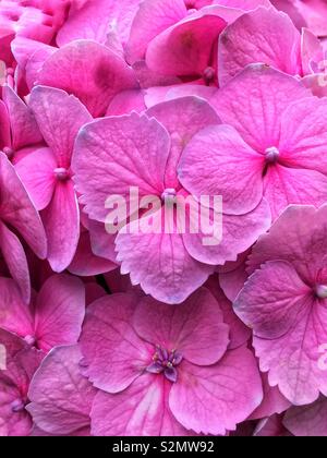 Telaio completo di un mazzetto di perfetta rosa fresca hydrangea fiori in piena fioritura. Foto Stock