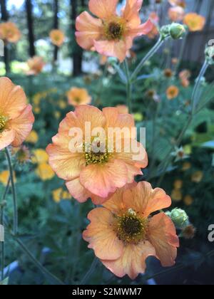 Geum arancione Foto Stock