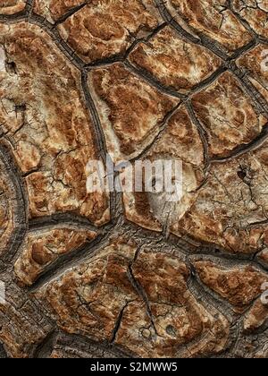 Full frame closeup di un elefante di piede di cactus marrone. Foto Stock