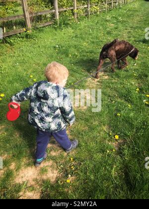 Bimbo di 2 anni a piedi una brown labradoodle cane su un filo retrattile. Medstead, Alton, Hampshire, Inghilterra, Regno Unito. Foto Stock