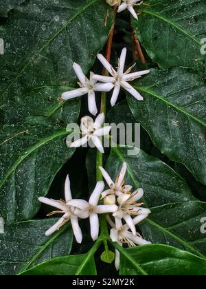 Bellissimi fiori bianchi di Coffea arabica, il caffè arabico, caffè arbusto di Arabia, mountain caffè, caffè arabica arbusto. Foto Stock